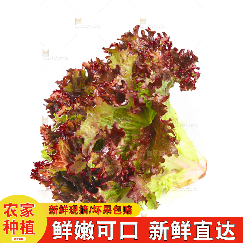 白底上的罗莎红生菜
