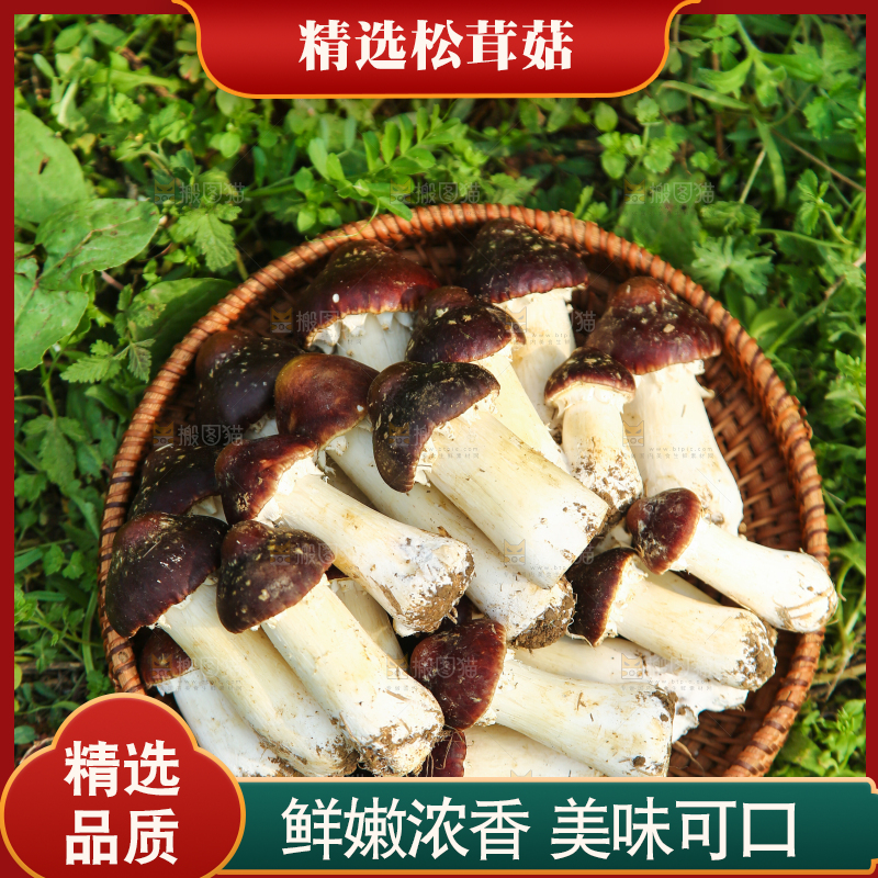一篮赤松茸