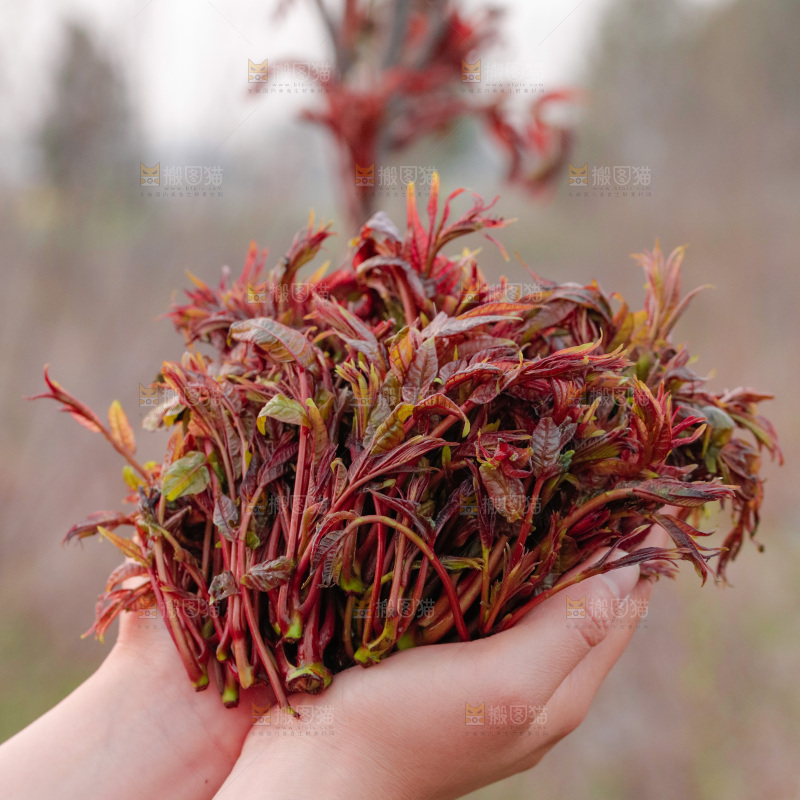 手里拿着香椿芽