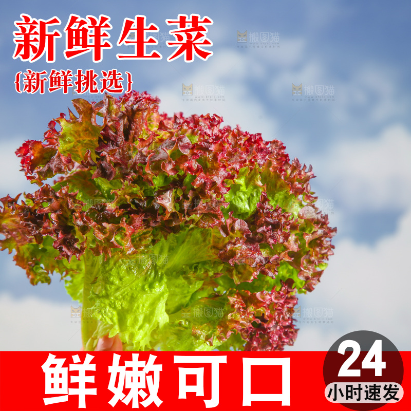 手里拿着紫生菜