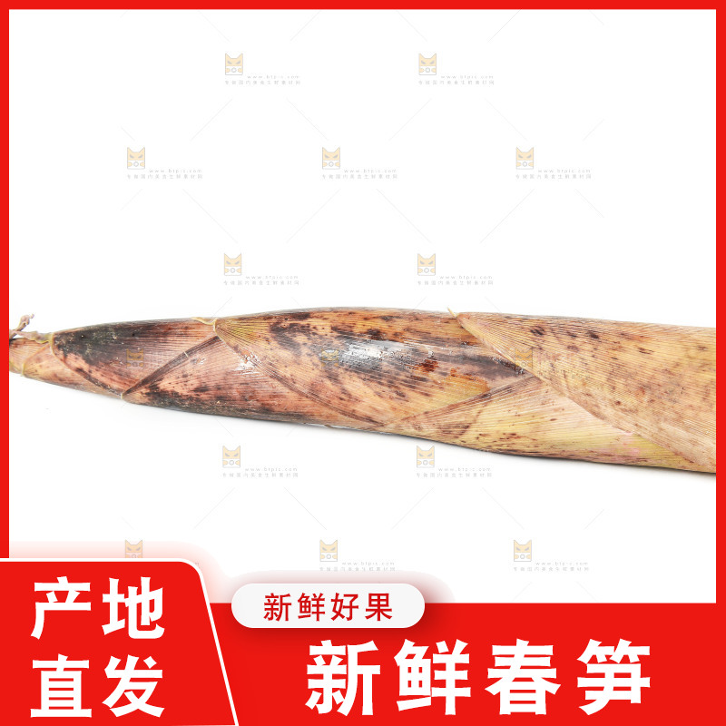 白底上摆放着春雷笋