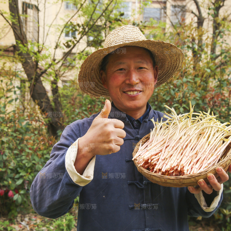 手里端着一篮鱼腥草嫩芽