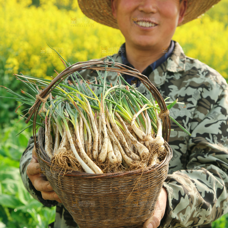一篓带叶荞头