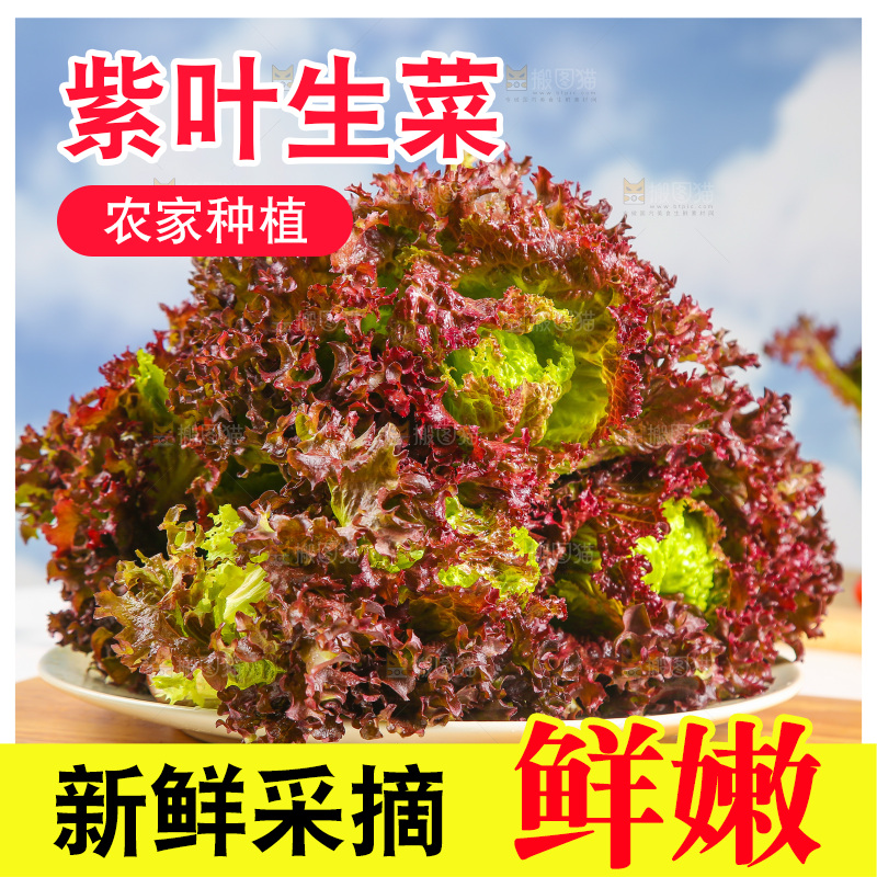 一盘红叶生菜