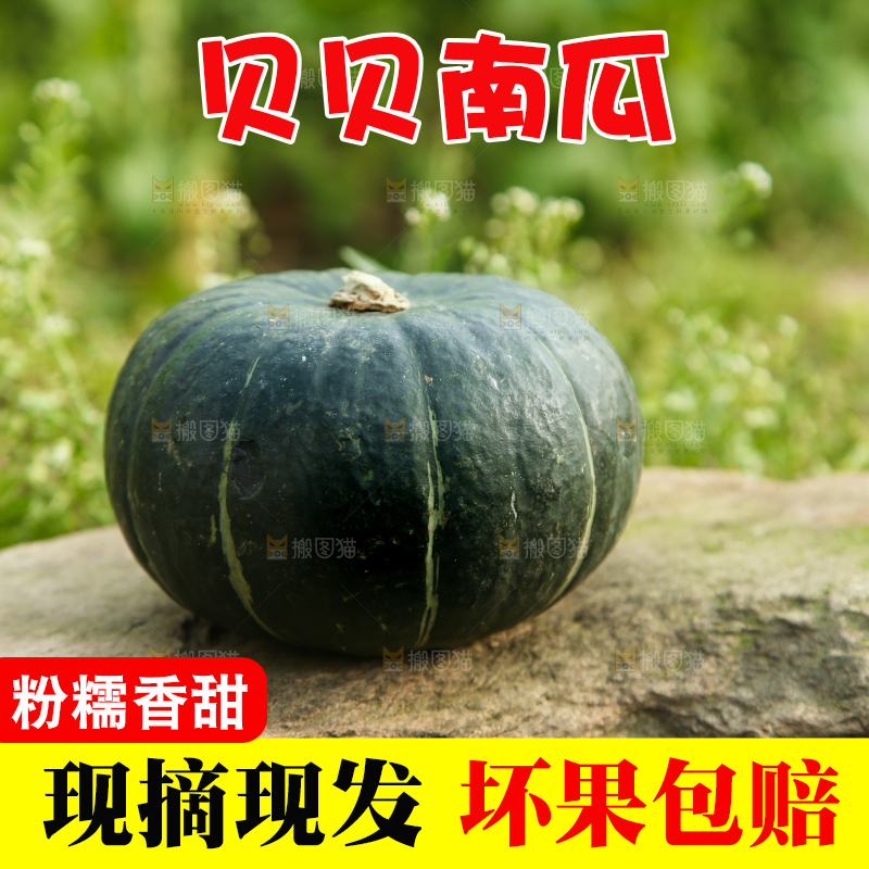 石头上放着小南瓜