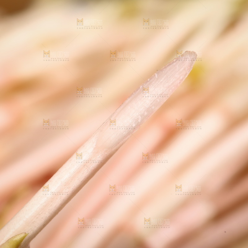 新鲜的鱼腥草嫩芽