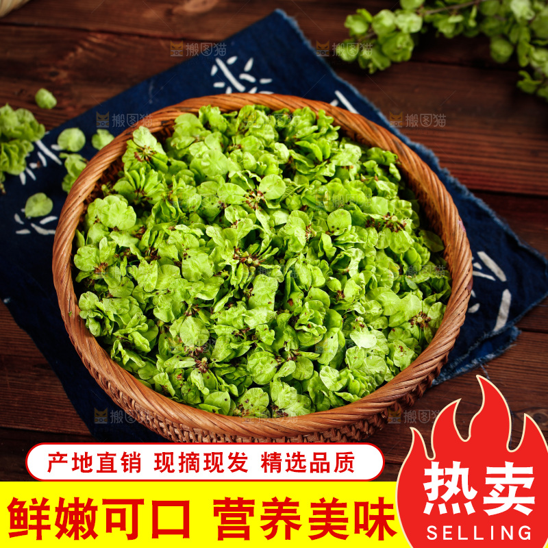 一篮新鲜榆钱