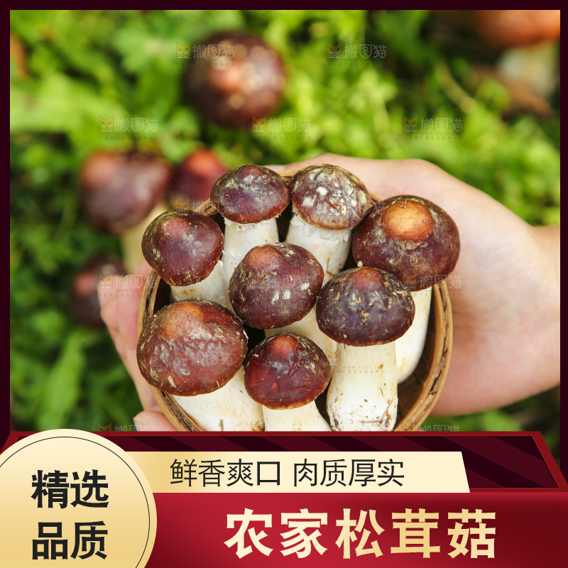 手里端着一篮松茸菇