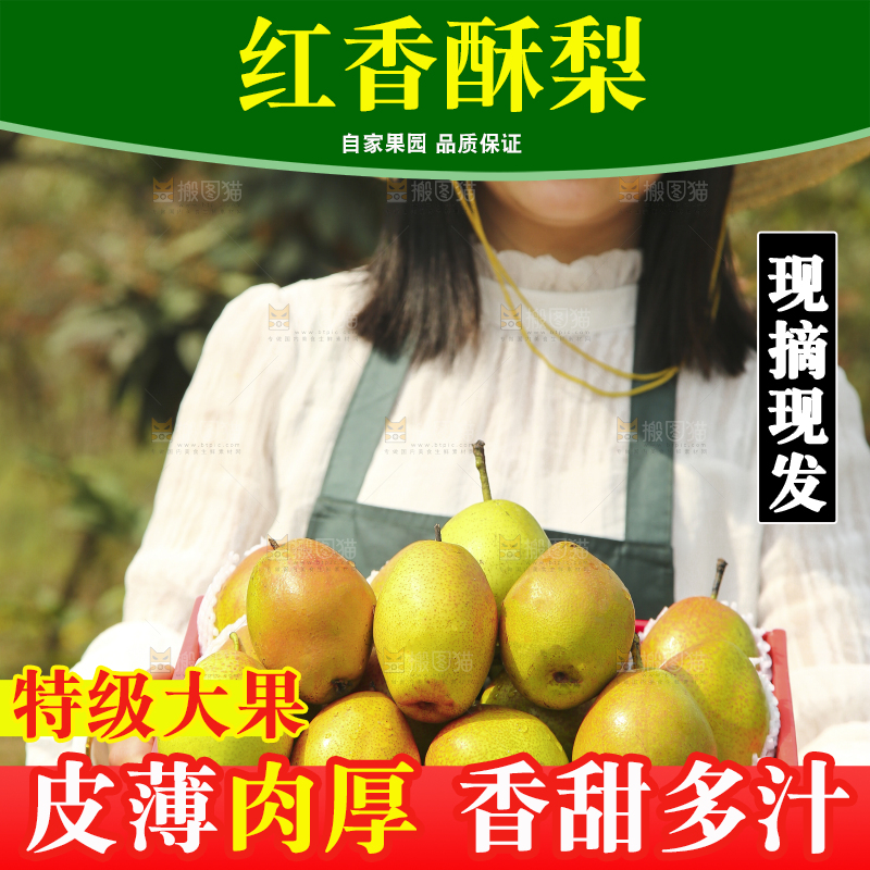 一箱红香酥梨