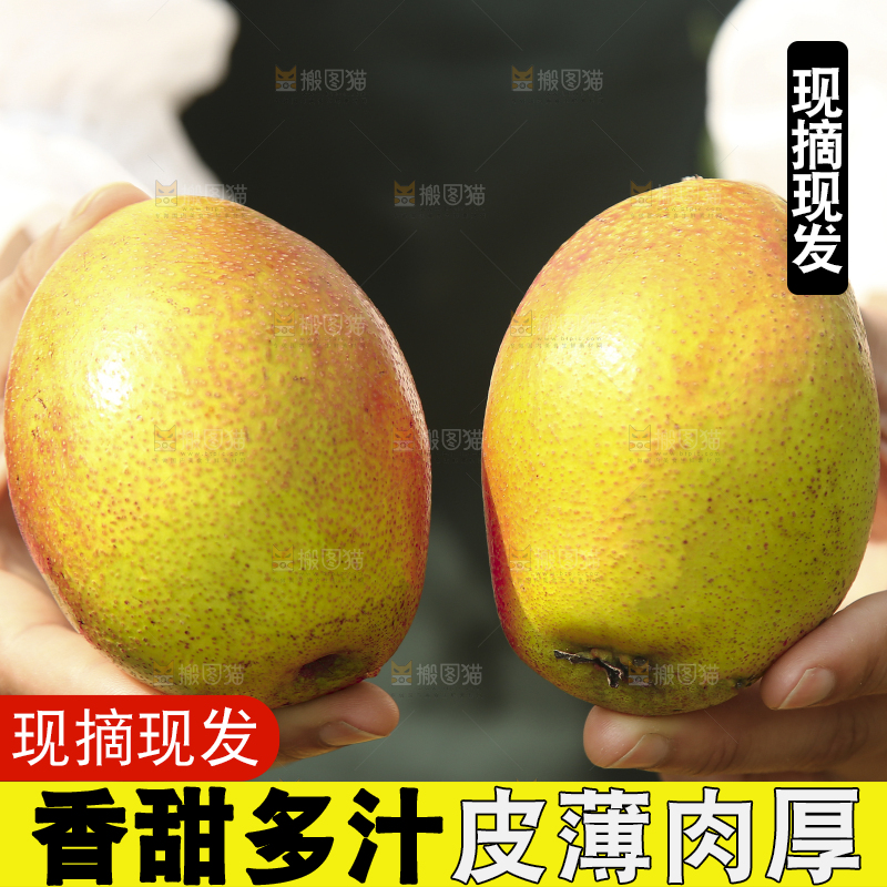 手拿着红酥梨