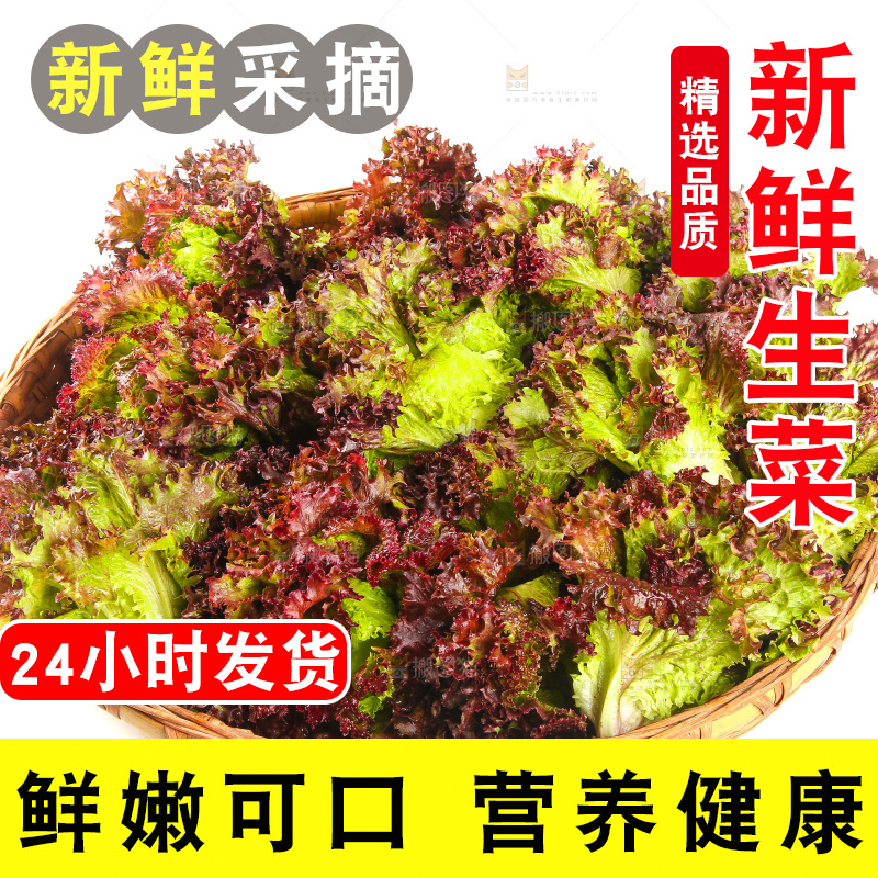 一篮紫叶生菜