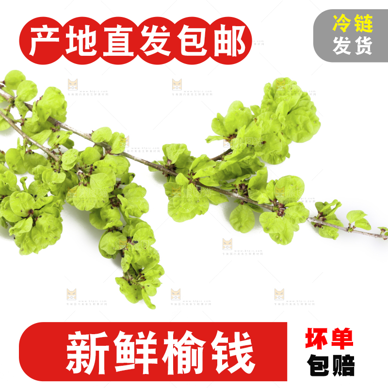 白底上的榆钱枝叶