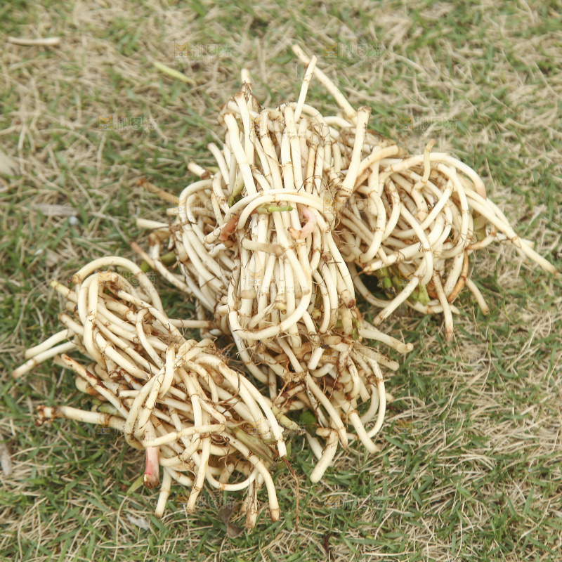 一堆新鲜折耳根
