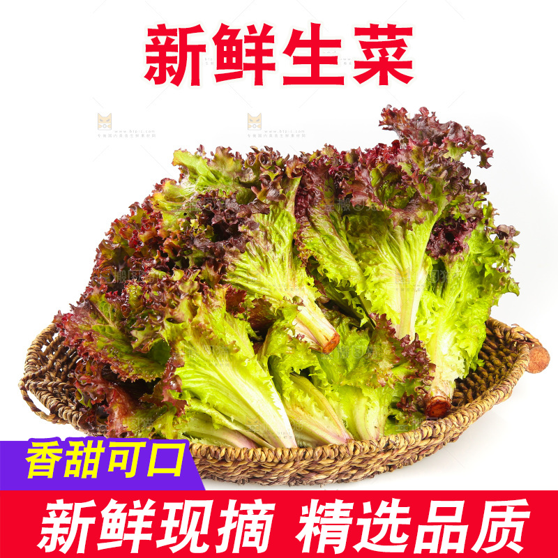 一篮紫叶生菜