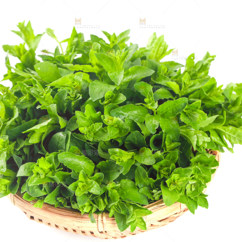 一篮枸杞菜