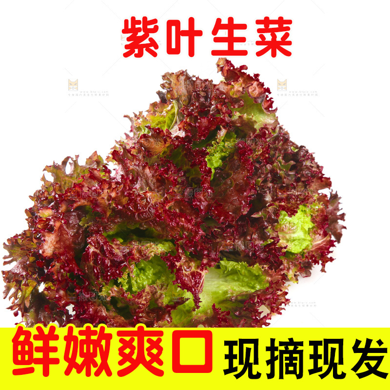 白底上的罗莎红生菜