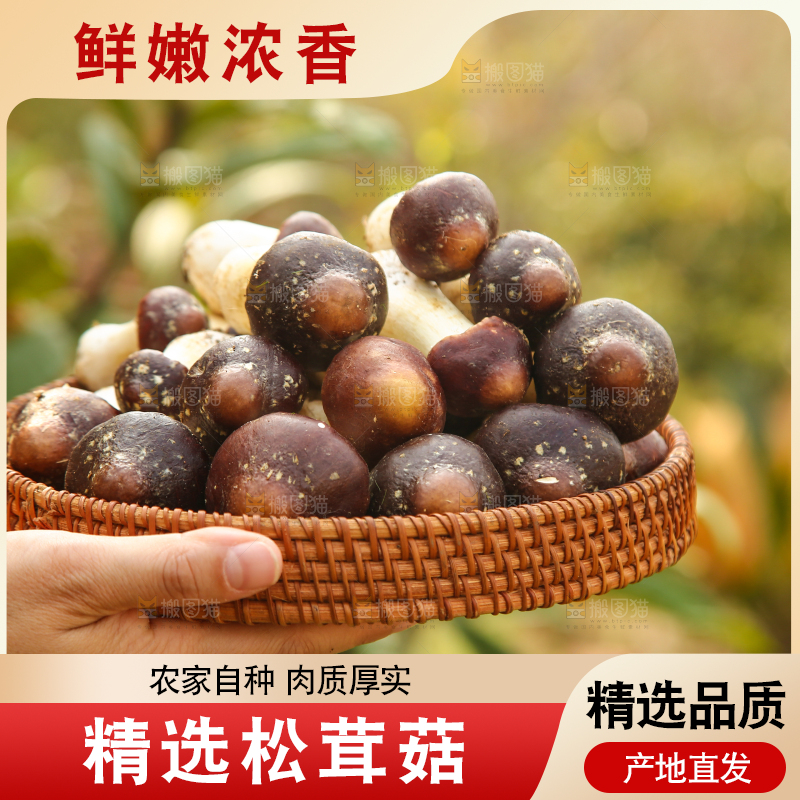 手里端着一篮松茸菇
