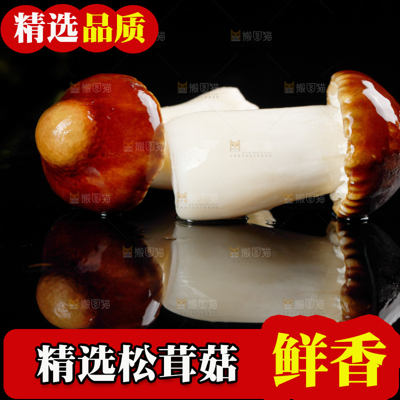 黑底上的新鲜松茸菇