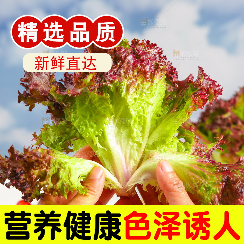 手里拿着紫生菜