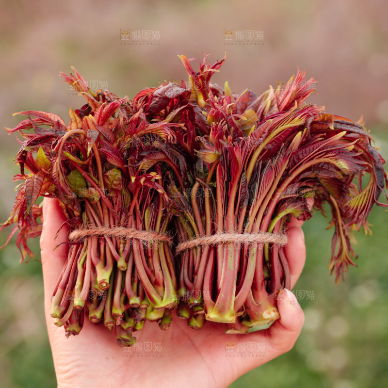 手里拿着红油香椿芽