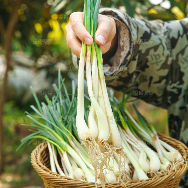 手里拿着四川带叶藠头