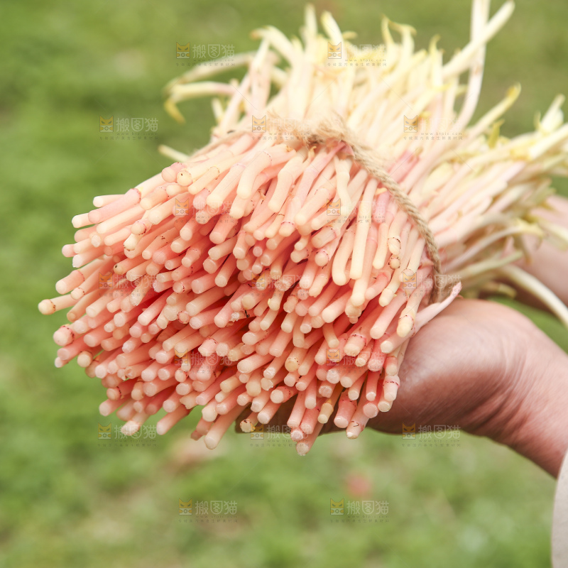 手里拿着鱼腥草嫩芽