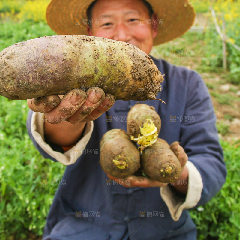 农民手里拿着冰淇林萝卜