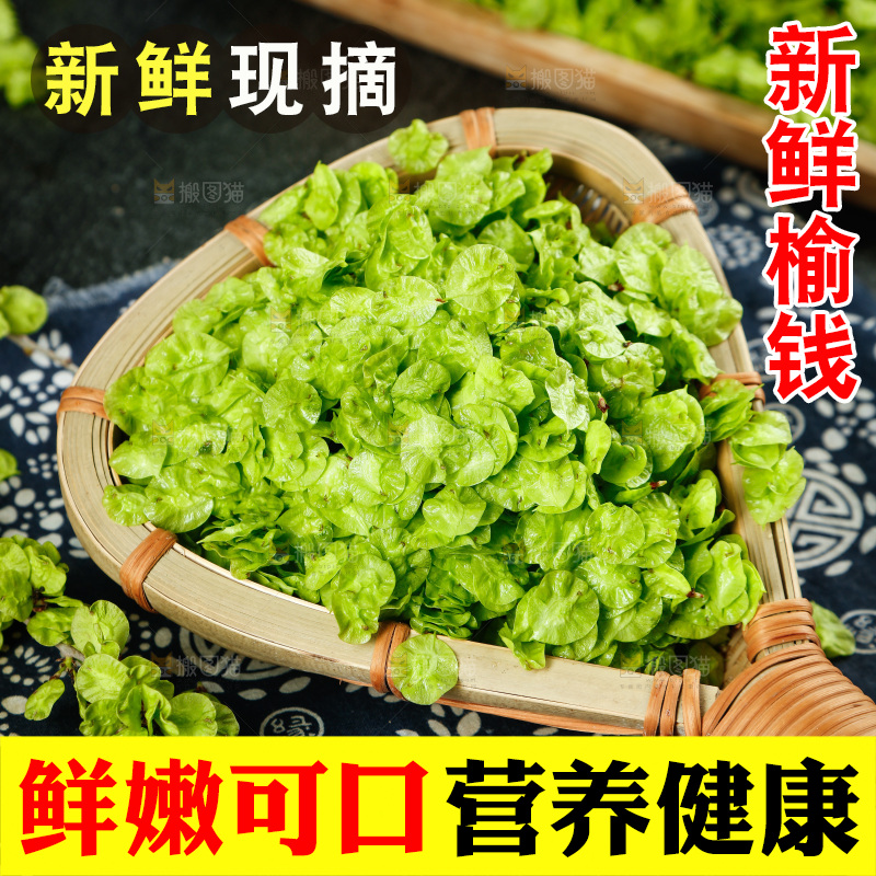 新鲜的榆钱叶