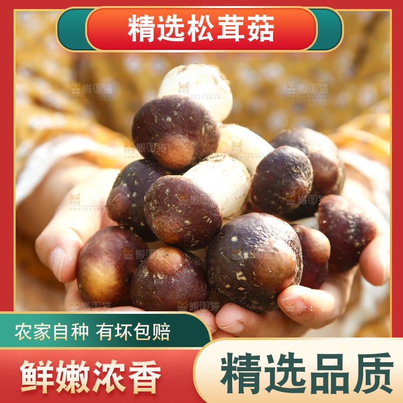 手里拿着赤松茸