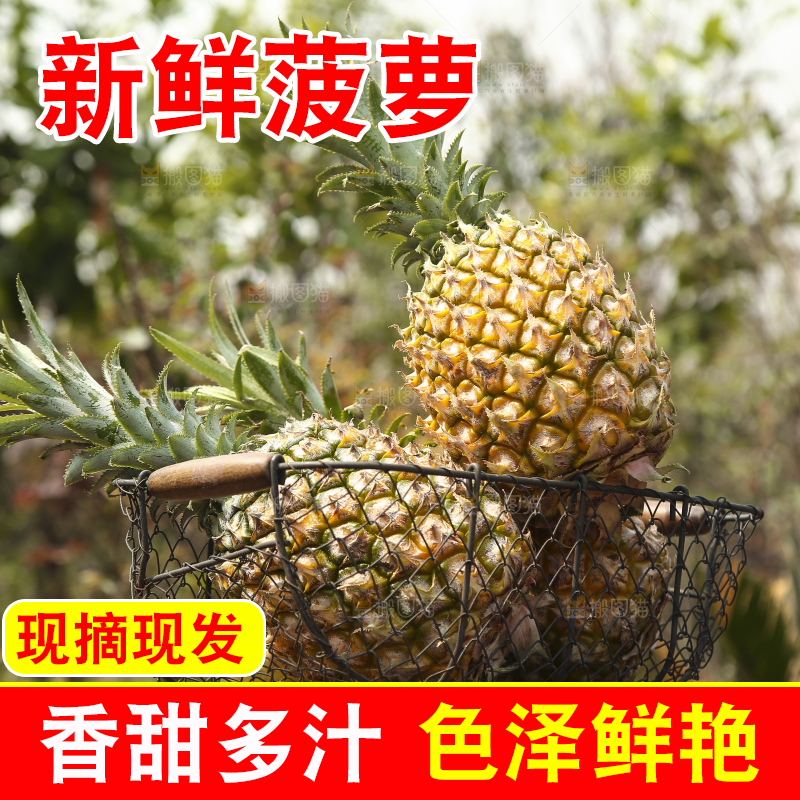 一篮徐闻菠萝