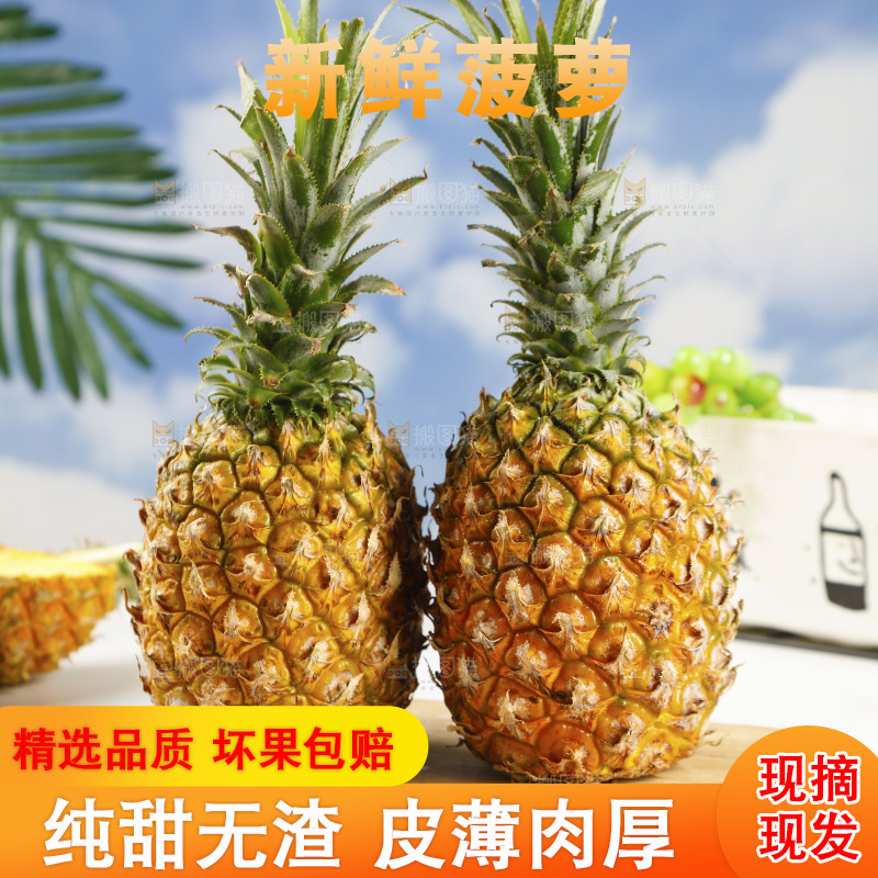 木底上的广东徐闻菠萝