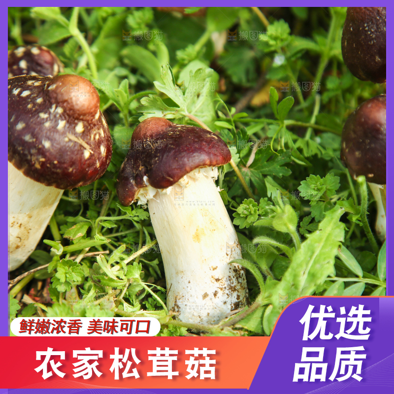 草地上的松茸菇