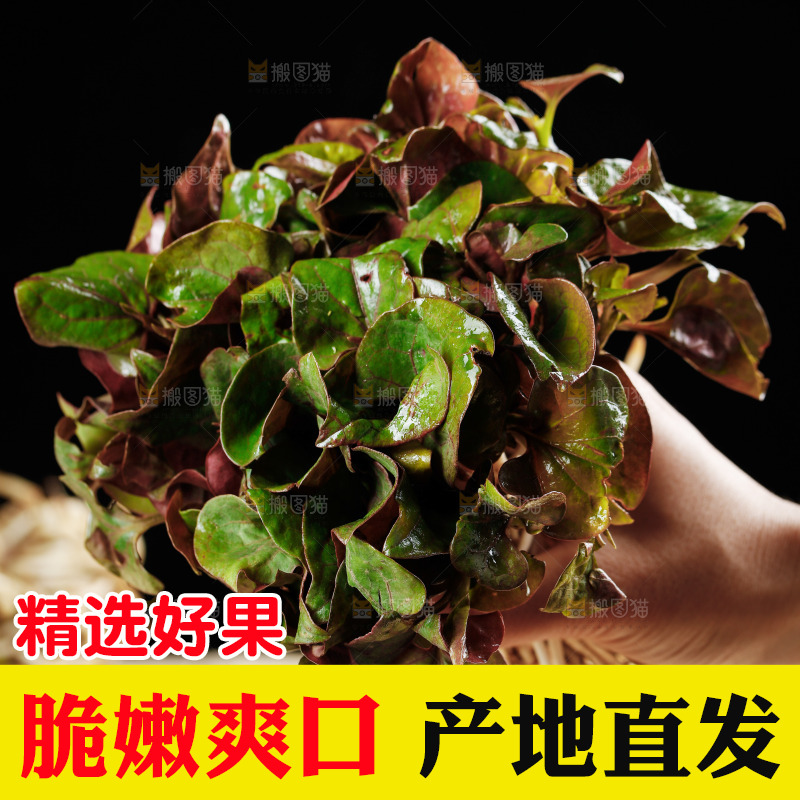 手里拿着鲜嫩折耳根
