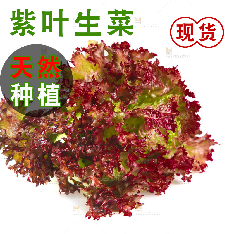白底上的罗莎红生菜