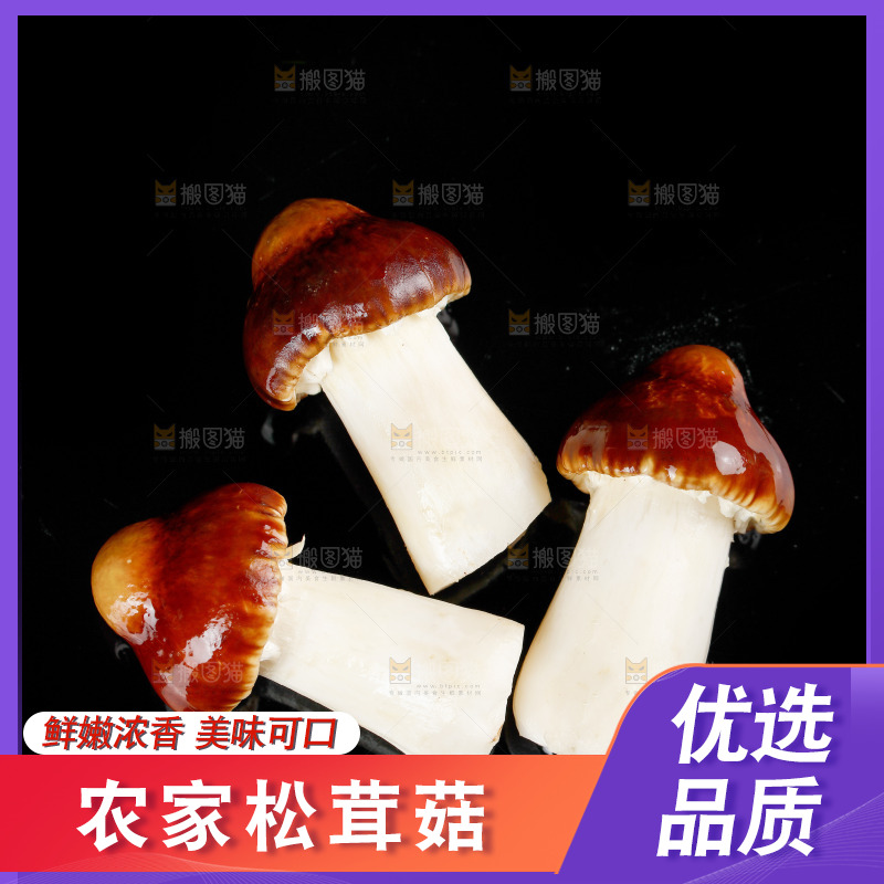 黑底上的新鲜松茸菇