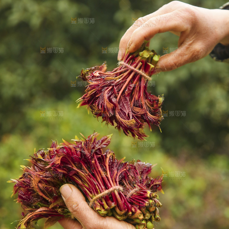 手里拿着香椿芽