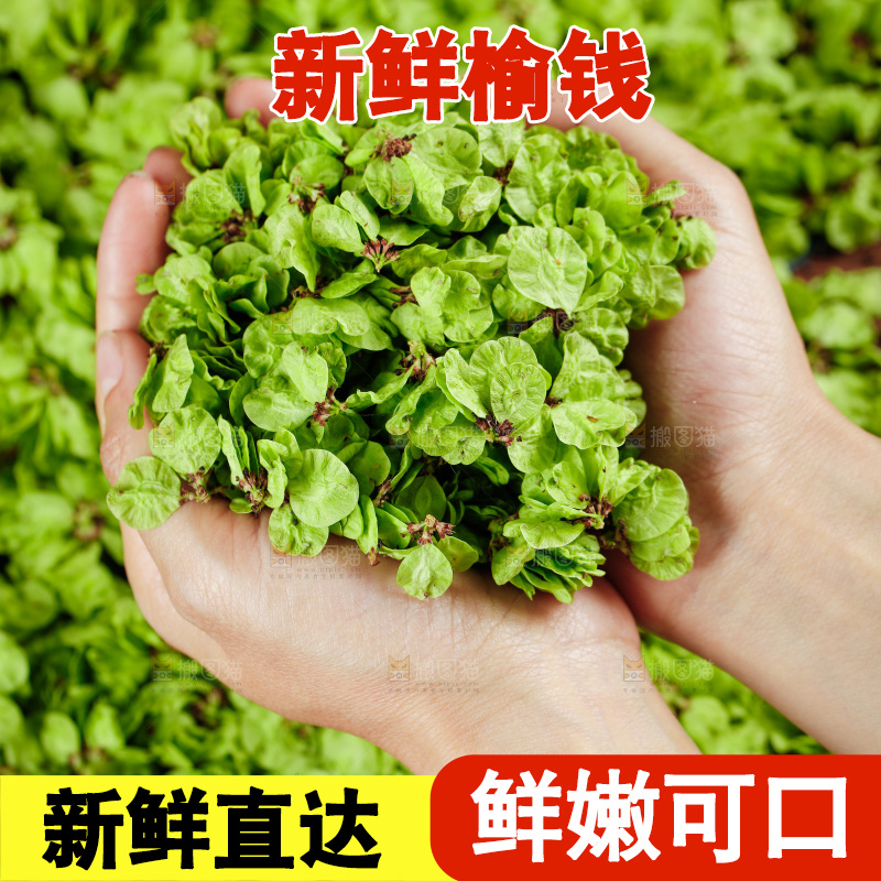 手里捧着榆钱叶