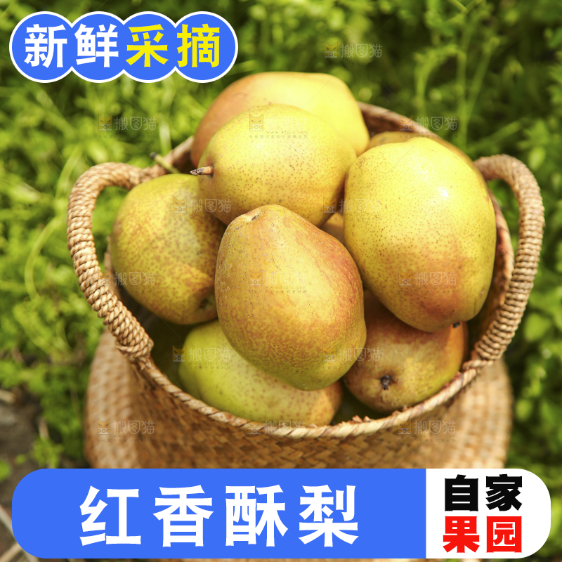 一篮新鲜红香酥梨