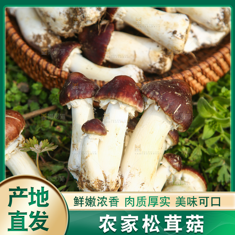 一堆新鲜的松茸菇