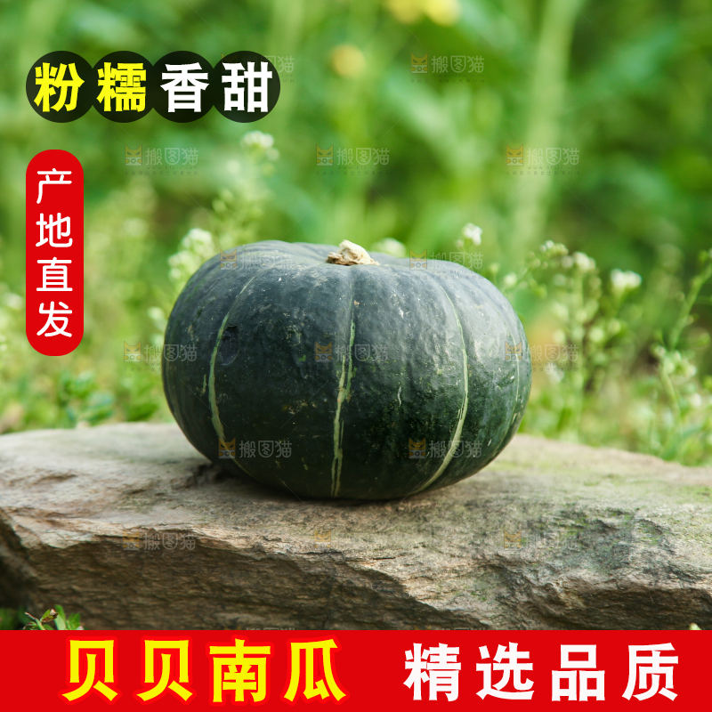 石头上放着小南瓜