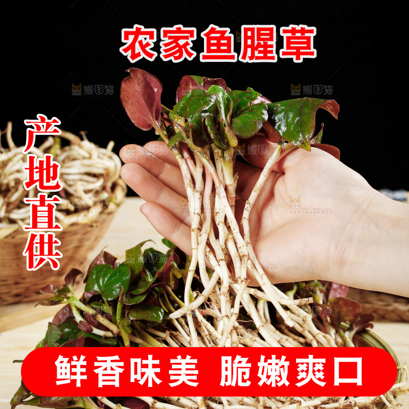手里拿着鲜嫩折耳根