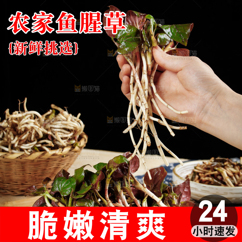 手里拿着鲜嫩折耳根
