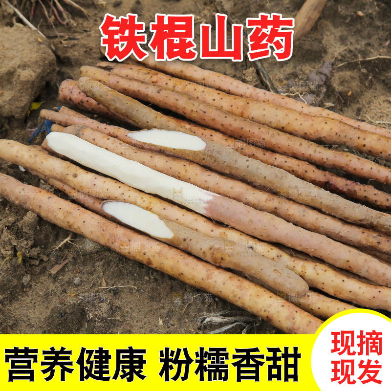 新鲜的铁棍山药