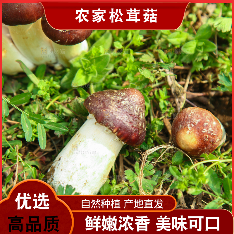 新鲜的松茸菇