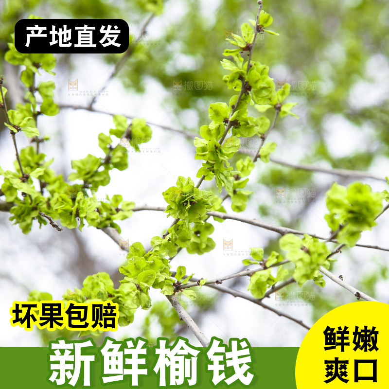 榆钱树叶