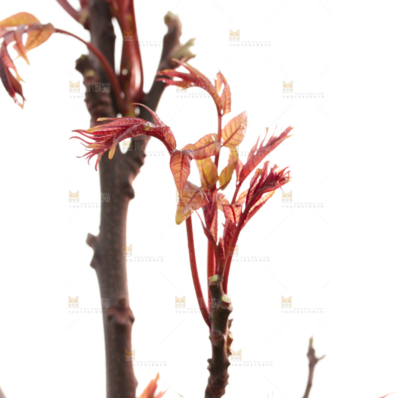 树叶上的头茬香椿芽