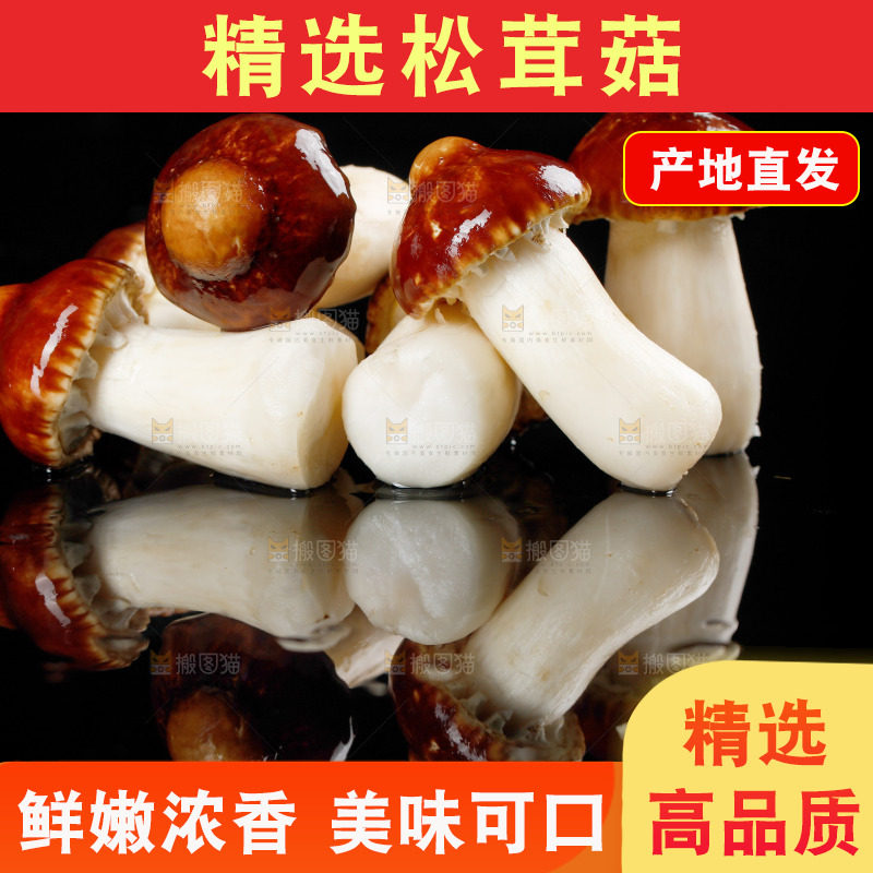 黑底上的新鲜松茸菇