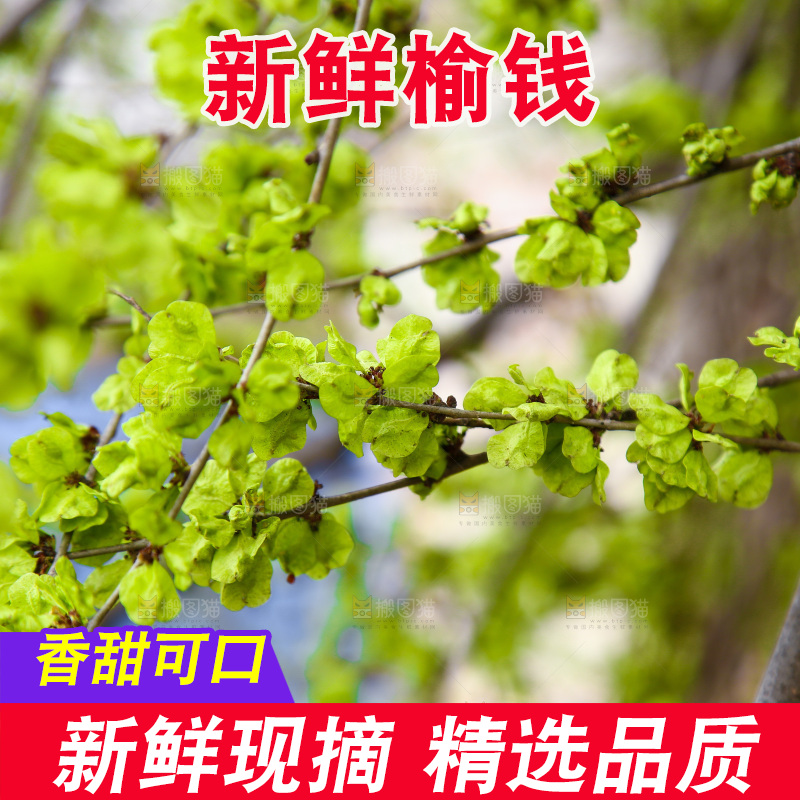 榆钱树叶