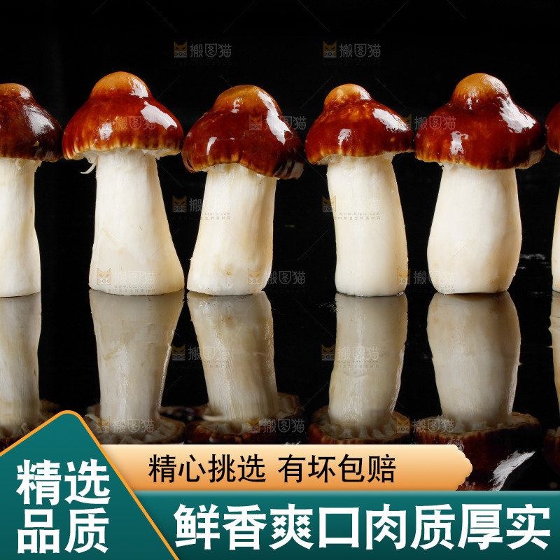 黑底上的云南新鲜赤松茸