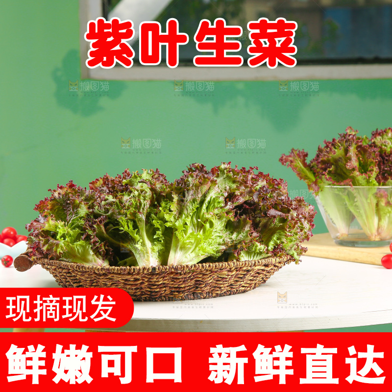 一篮紫叶生菜